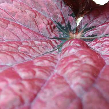Begonia (Rex Cultorum Group)  syn. Begonia rex