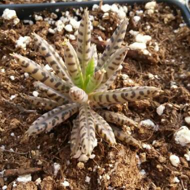 Kalanchoe Tubiflora (Bryophyllum delagoense)