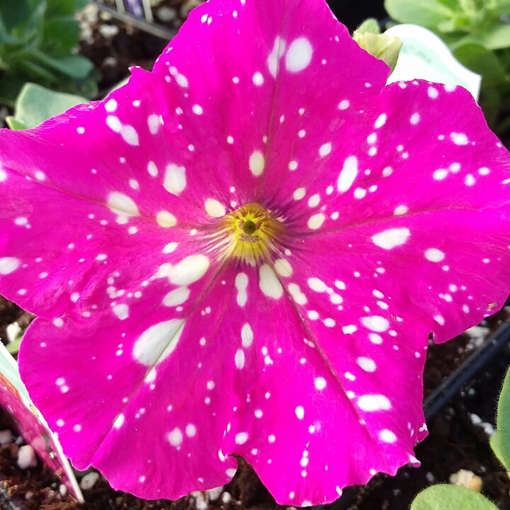 plant image 643661