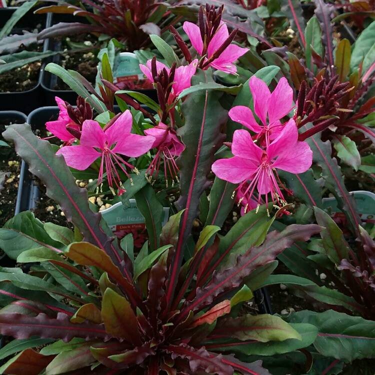 Plant image Oenothera lindheimeri 'Kleau04263' (Belleza Series) syn. Oenothera lindheimeri 'Belleza Dark Pink', Gaura lindheimeri 'Belleza Dark Pink'