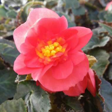 Begonia (Tuberous)