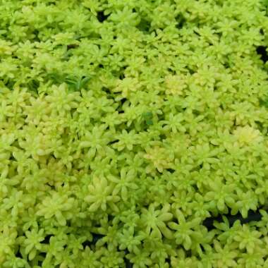 Sedum japonicum 'Tokyo Sun'