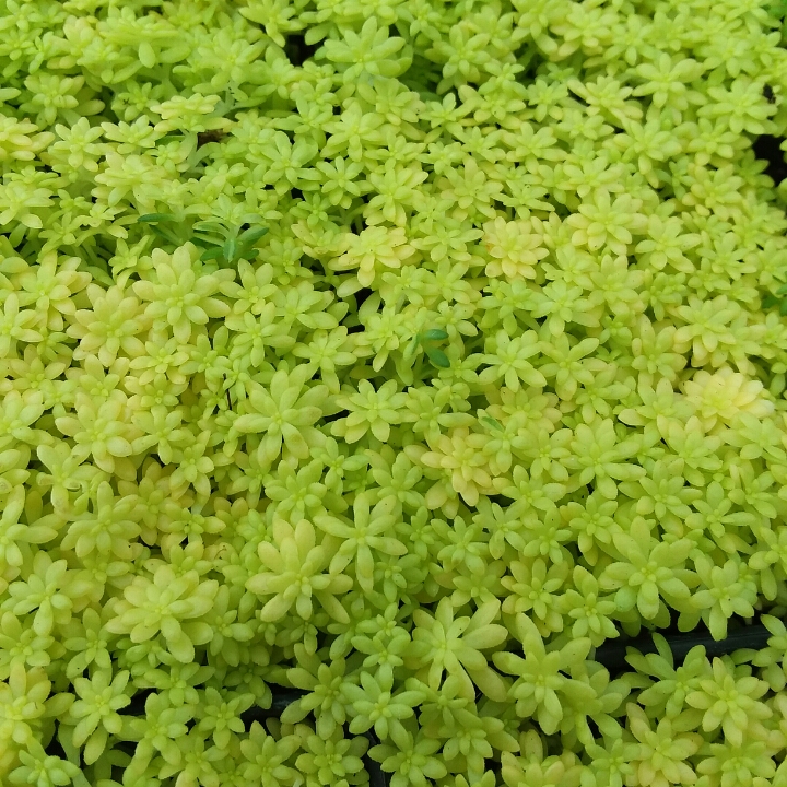 Plant image Sedum japonicum 'Tokyo Sun'
