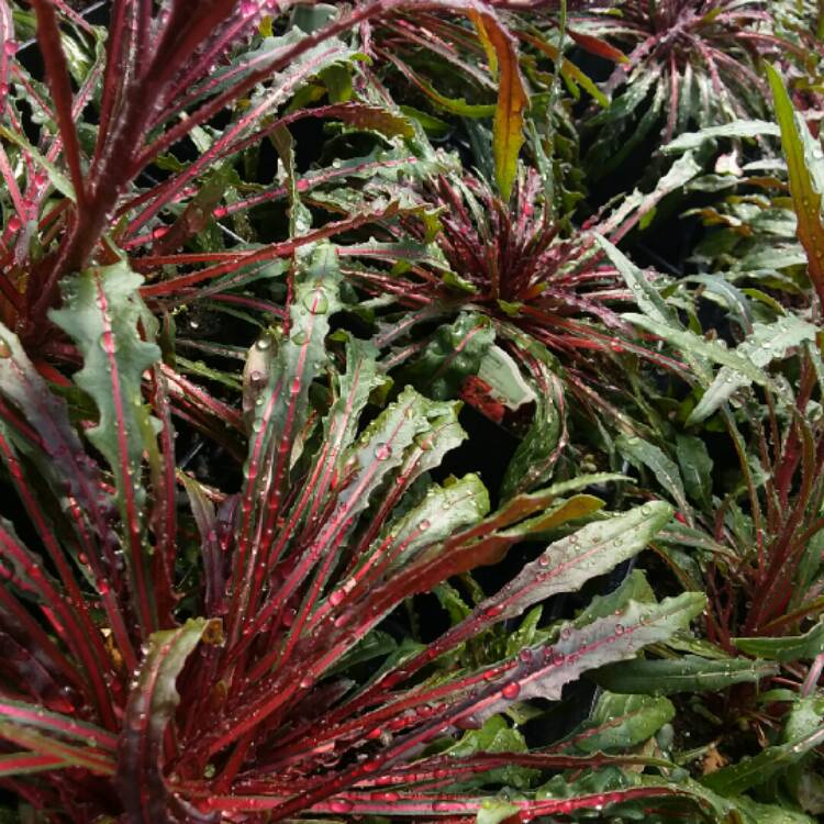 plant image 674751 plant image 674751