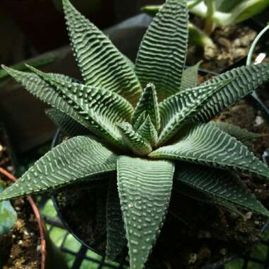 Haworthiopsis limifolia 'Spider White' syn. Haworthia limifolia 'Spider White'