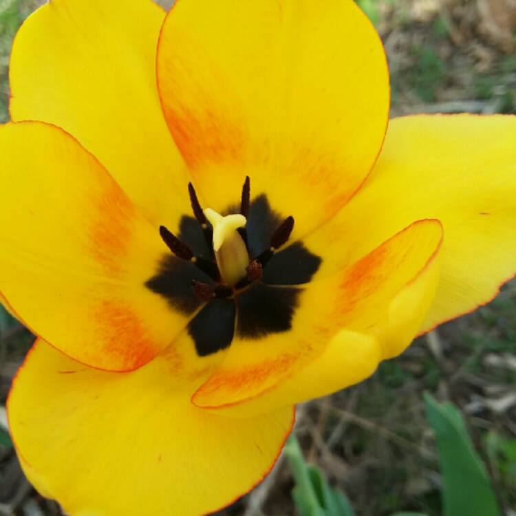 plant image 689283
