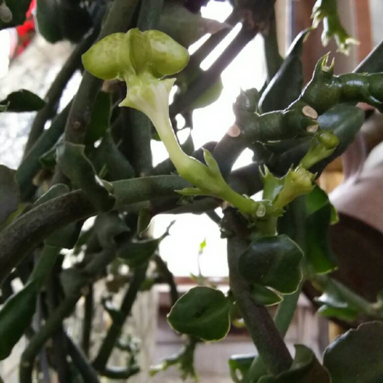 plant image 691667
