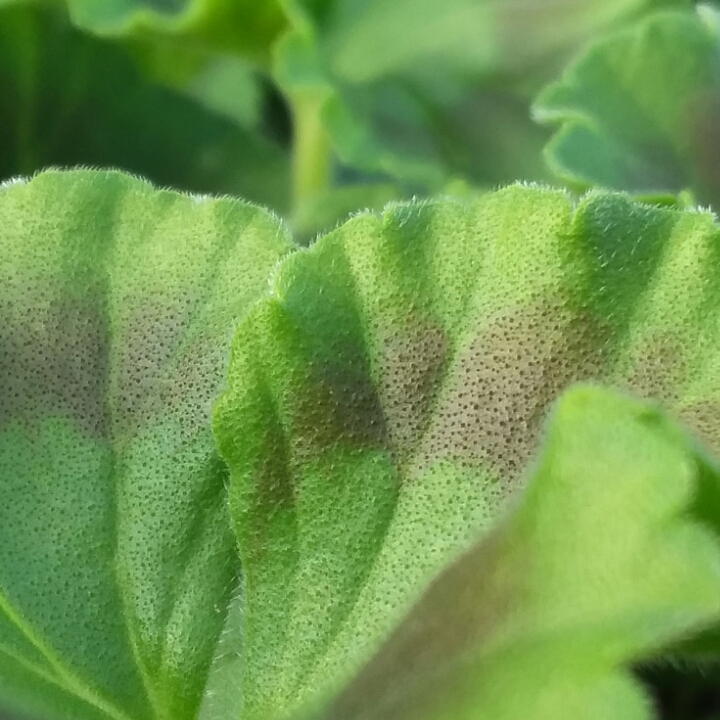 plant image 694239