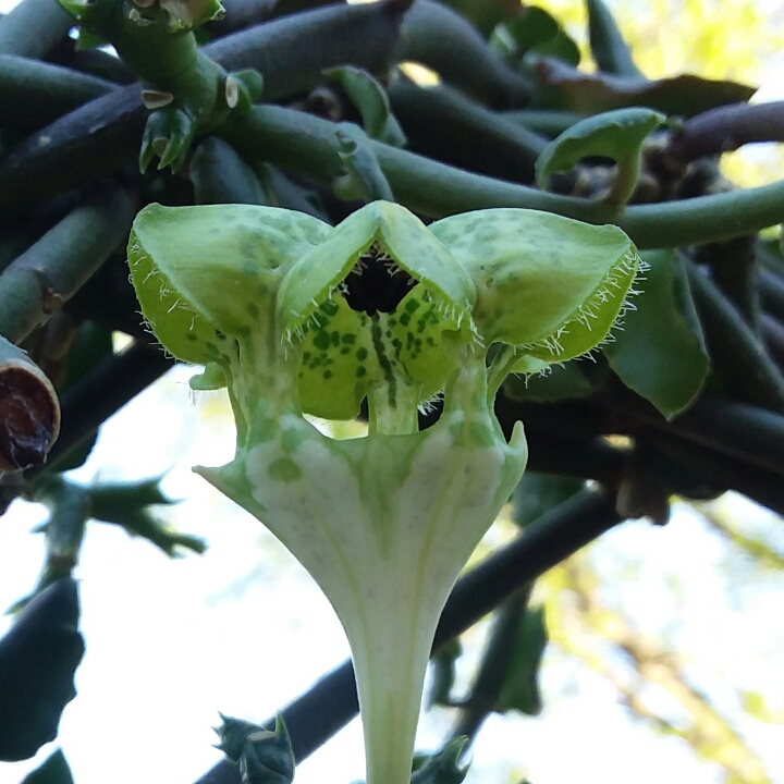 Plant image Ceropegia Sandersonii X Nilotica