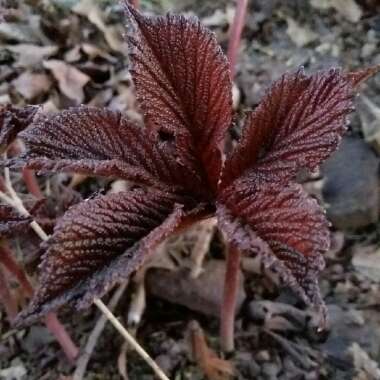 Rodgersia