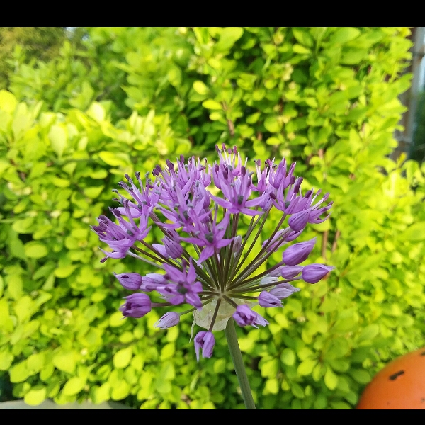 plant image 711600 plant image 711600