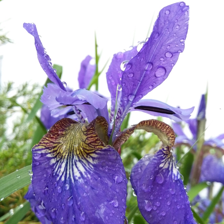 Plant image Iris sibirica