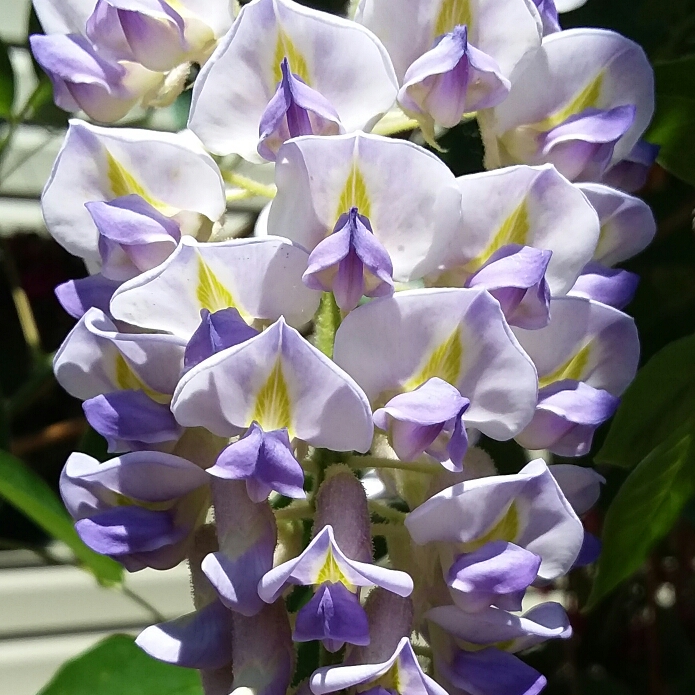 plant image 734695