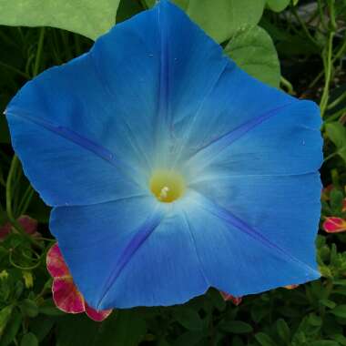 Ipomoea tricolor 'Heavenly Blue'