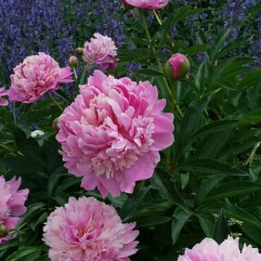 Paeonia