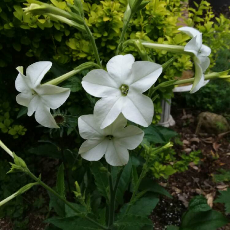 plant image 747865