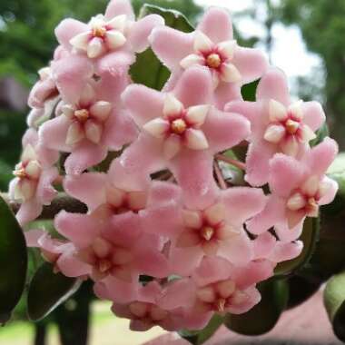 Hoya carnosa 'Compacta'