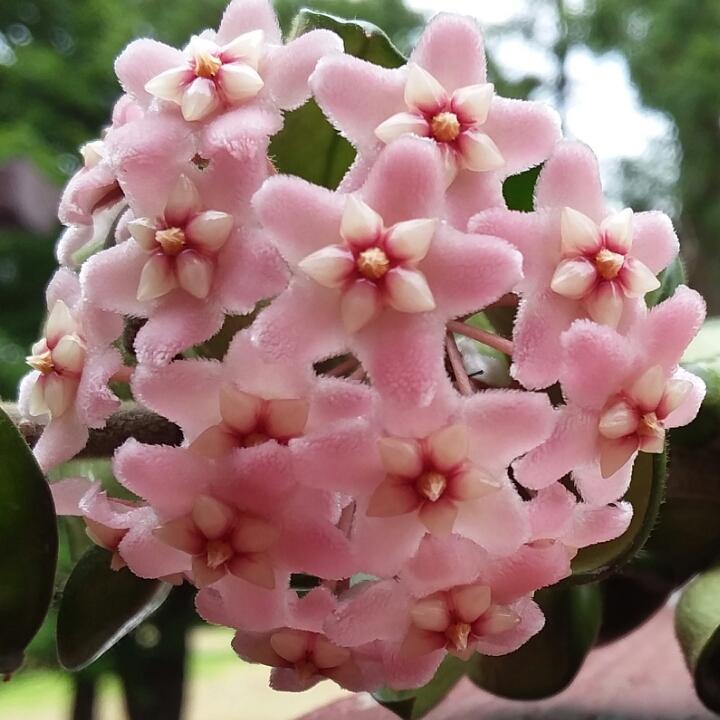 Plant image Hoya carnosa 'Compacta'