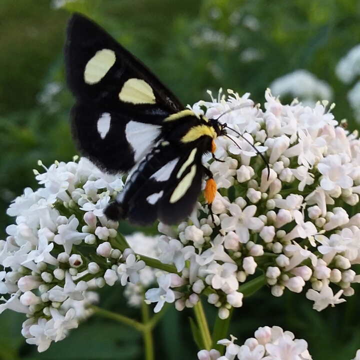 Plant image Valeriana officinalis