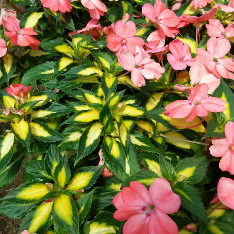 plant image 755943