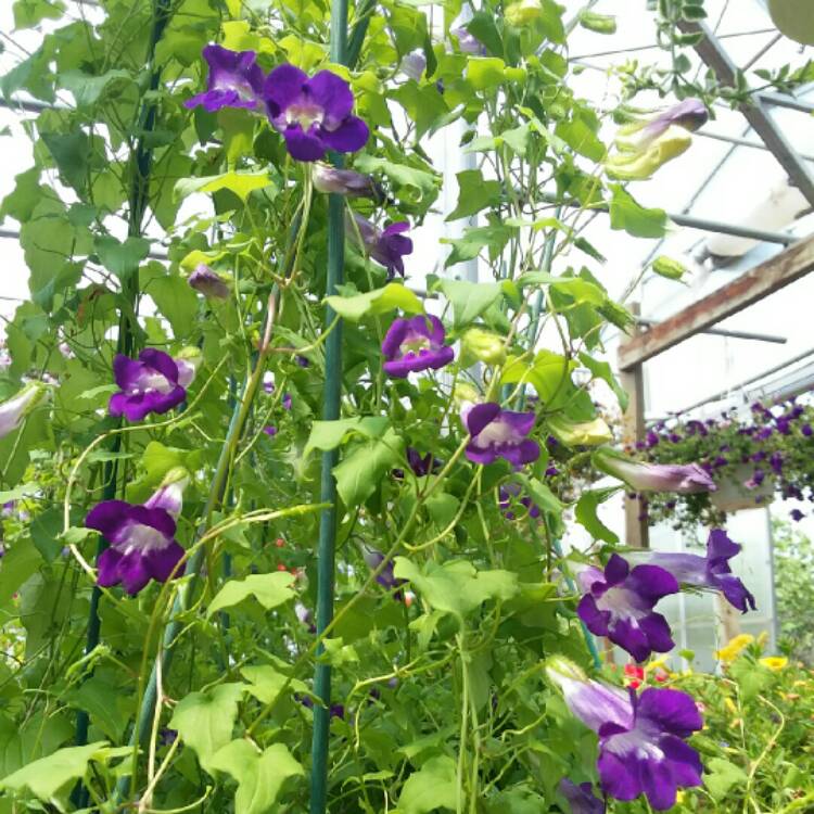 Plant image Asarina Scandens