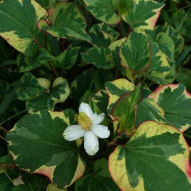 Houttuynia cordata 'Chameleon' syn. Houttuynia cordata 'Court Jester', Houttuynia cordata 'Flame', Houttuynia cordata 'Tricolour', Houttuynia cordata 'Variegata', Houttuynia foetida