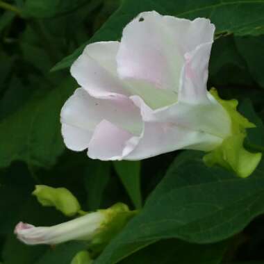 Convolvulus arvensis