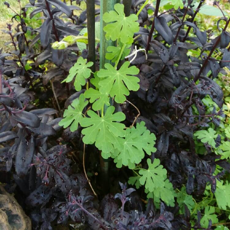 plant image 783371