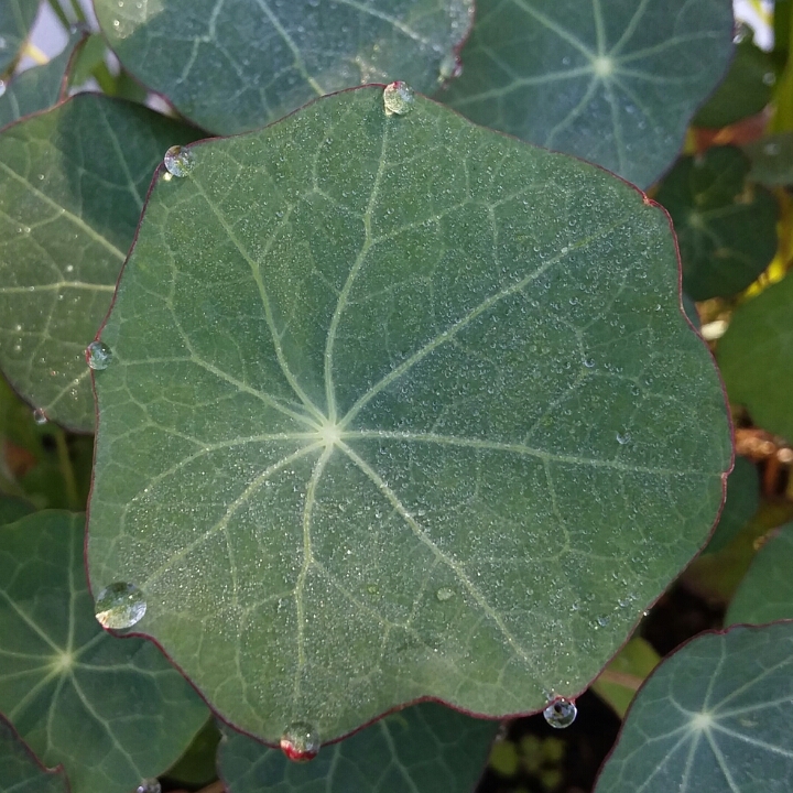 plant image 793742 plant image 793742