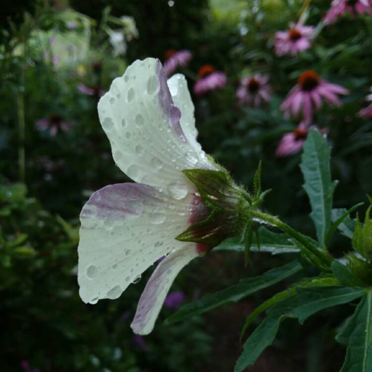 plant image 806134