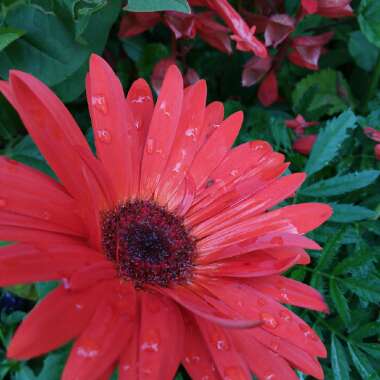 Gerbera