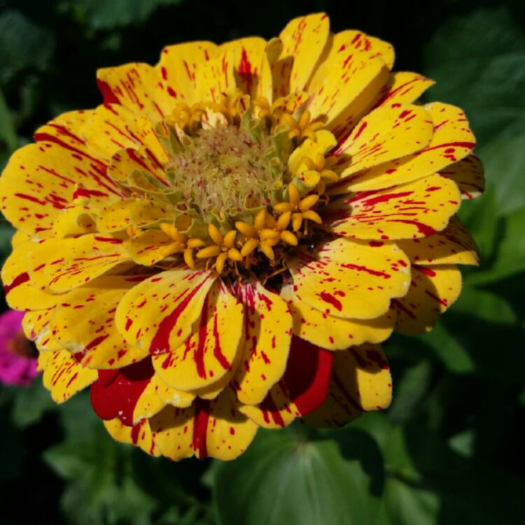 plant image 813244 plant image 813244