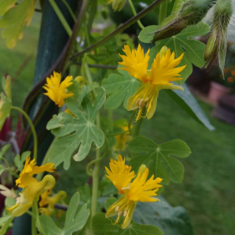plant image 824500