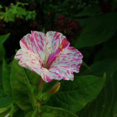 Mirabilis jalapa 'Kaleidoscope'