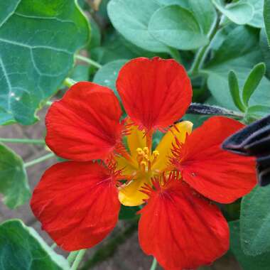 Tropaeolum majus 'Empress of India'