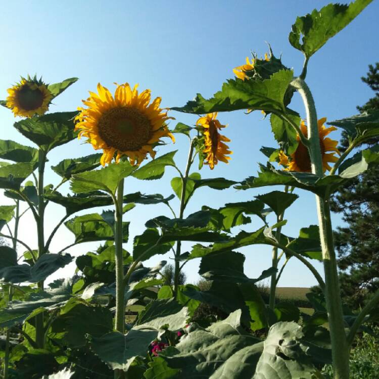plant image 839235 plant image 839235