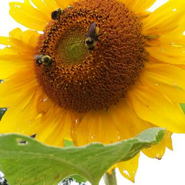 Helianthus annuus 'Russian Giant'