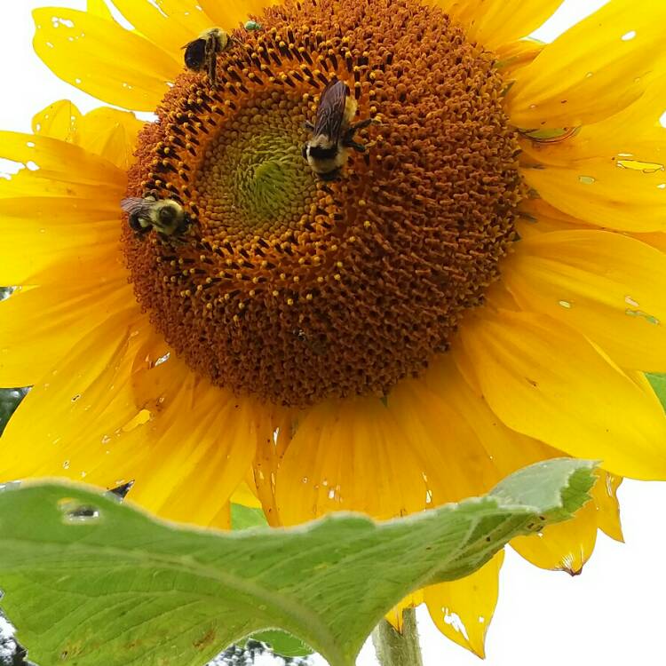 Plant image Helianthus annuus 'Russian Giant'