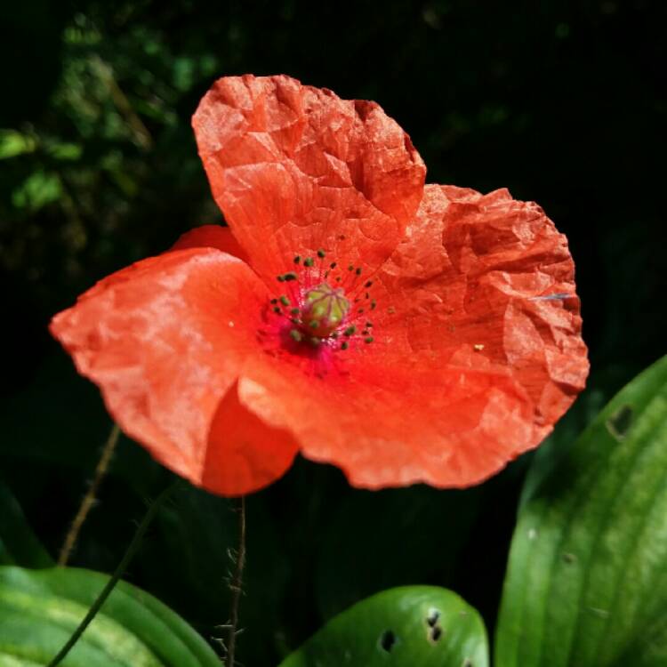 plant image 844903 plant image 844903