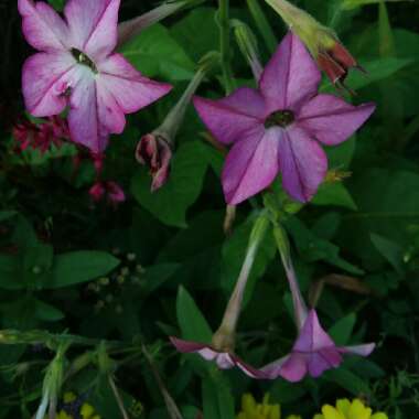 Nicotiana