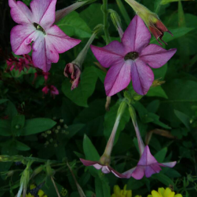 Plant image Nicotiana