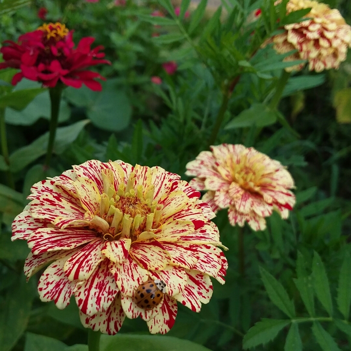 plant image 847264 plant image 847264