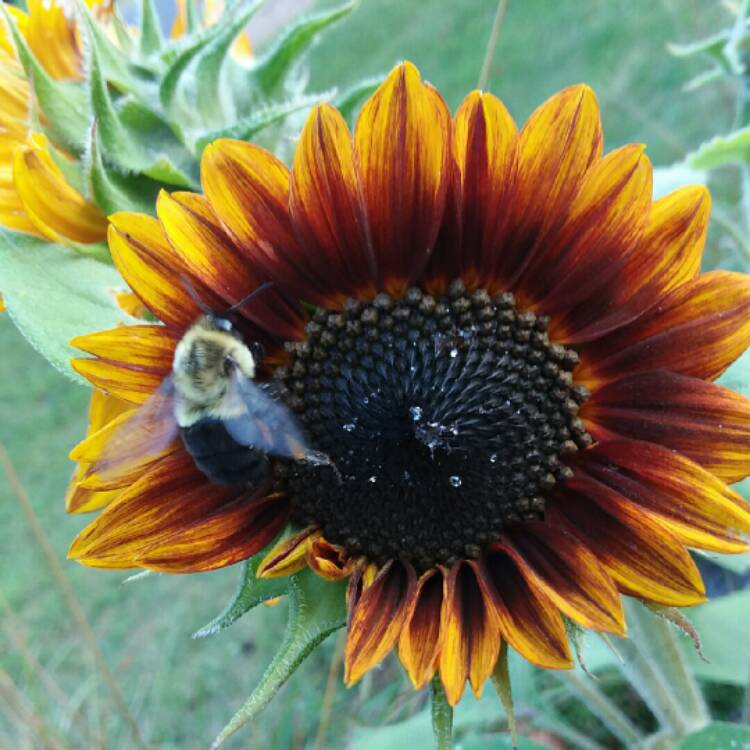 Plant image Helianthus annuus 'Autumn Beauty'