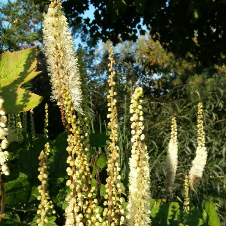 plant image 851353