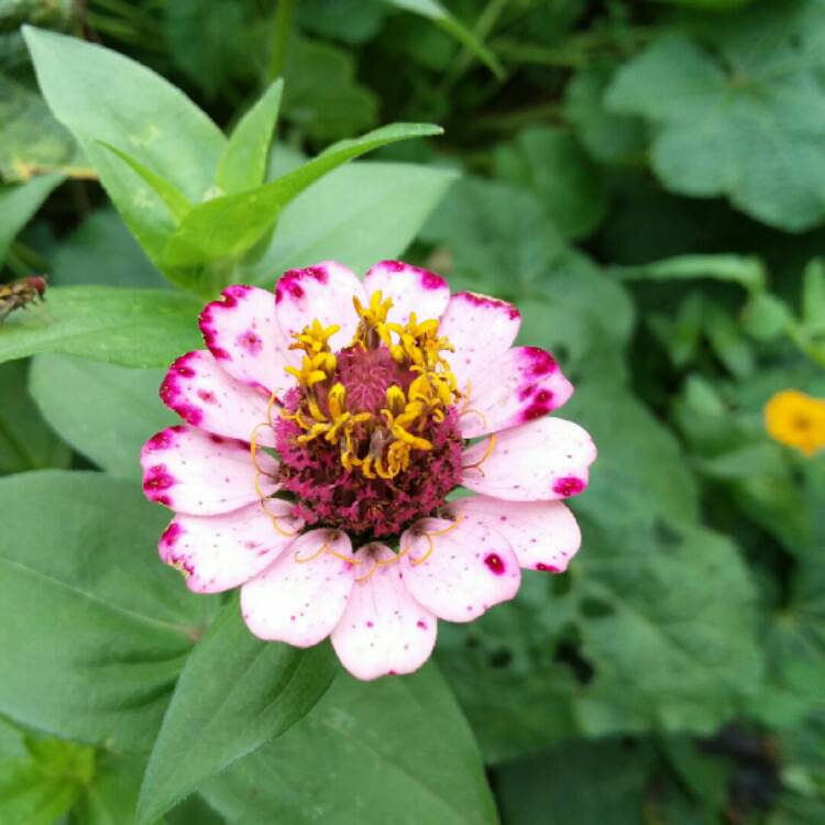 plant image 851387
