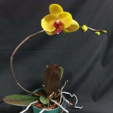 Phalaenopsis