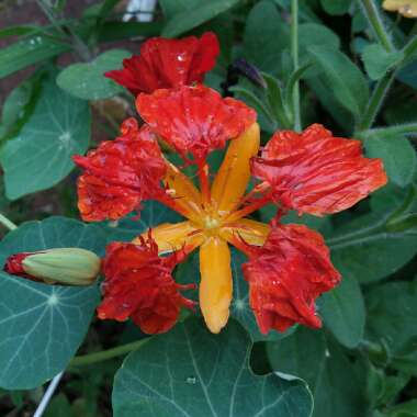 Tropaeolum majus 'Empress of India'