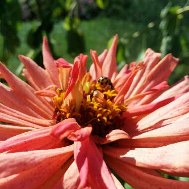 Zinnia elegans