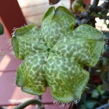 Ceropegia Sandersonii X Nilotica