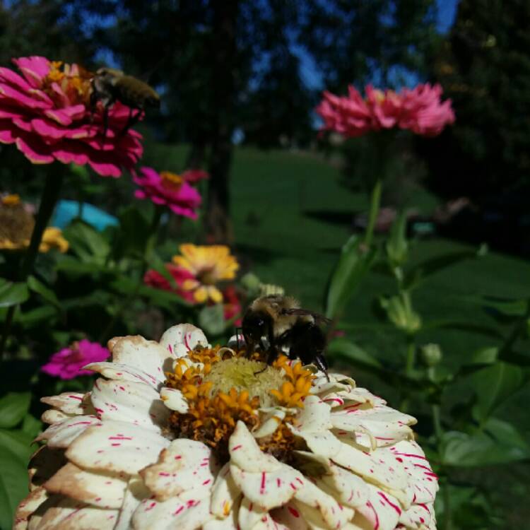 plant image 858697 plant image 858697